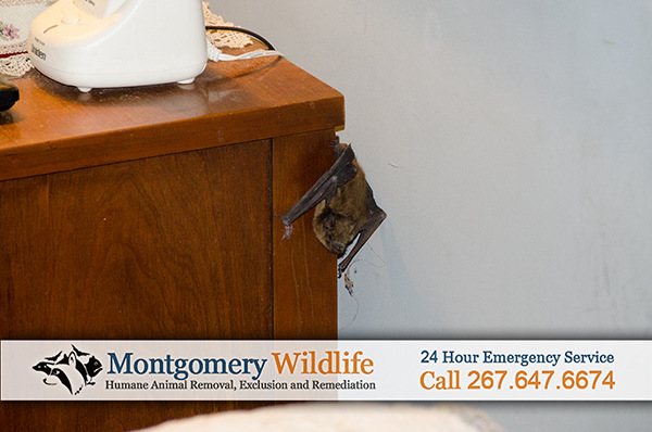 Montgomery County Bat Removal